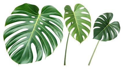 Transparent Monstera Leaf PNG &ndash; Realistic & Stylized Tropical Greenery Clipart Variations