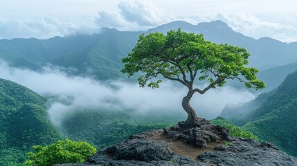 Obraz premium Solitary tree atop misty mountain peak