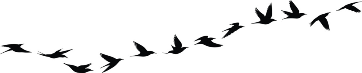 Flying bird silhouettes in formation, migratory birds vector illustration, nature wildlife design, freedom concept, flock of birds in clear sky