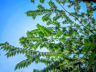 Fototapeta premium green leaves cherry tree against blue sky
