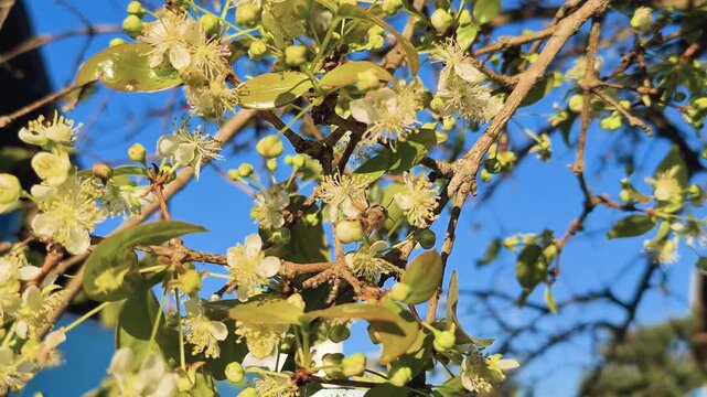 Surinam cherry flower with bees carrying pollen, nectar and propolis collected from the flowers and carried on their hind legs, food for the bees being later transformed into honey, beautiful flowers