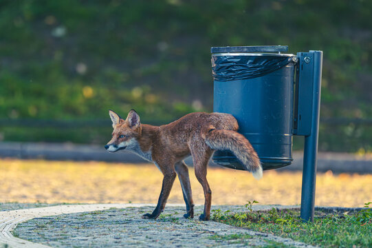 F&uuml;chse in Berlin