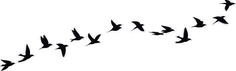 Silhouette of flying birds in formation, migratory bird flock, wildlife nature scene, black vector illustration for design, background, and decoration