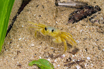 Yellow Ghost Crab on Sandy Beach Close Up
