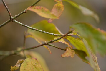 Euonymus verrucosus (Hoe-moknamu) stem, a medicinal shrub valued for anti-inflammatory and circulatory benefits. Photographed in Korea.