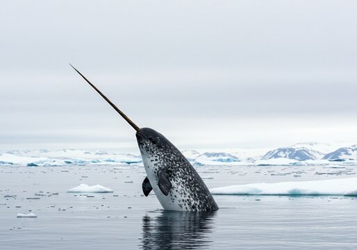 A majestic narwhal surfaces in icy arctic waters, its iconic tusk piercing the calm surface
