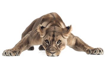 A fierce lioness stalking forward in a predatory pose, showcasing her strength and grace.
