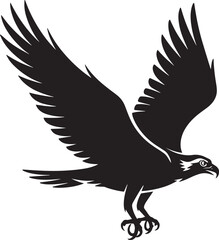 Obraz premium Black eagle soaring with wings spread wide bird flight