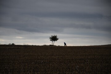 Solitary tree in the center of the field