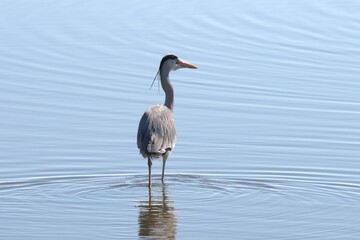 Seagull flying over the sea
High-resolution photo of a seagull in flight over the sea, capturing the bird's wings and motion against the coastal backround.