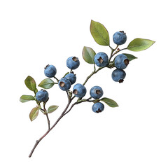 Fresh Blueberries on White