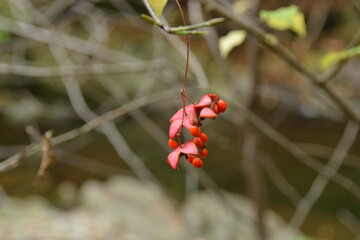 Close-up of Euonymus sieboldianus (Chamhoe-namu) fruit showing vivid red seeds, traditionally valued in Korea for anti-inflammatory and circulatory support. Photographed in Korea.