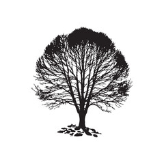 Fototapeta premium Aspen Tree Silhouette Vector Illustration on Crisp White Background.
