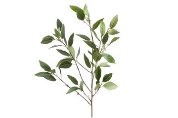 Fototapeta premium Green branch with leaves isolated on transparent background