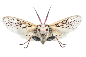 Close-up of a striking white and black moth with red eyes and intricate wing patterns.