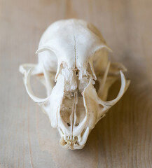 A Bobcat skull found at Ano Nuevo State Reserve, San Mateo County, California.