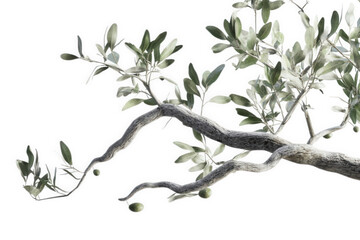 Olive tree branch with leaves and olives isolated on transparent background