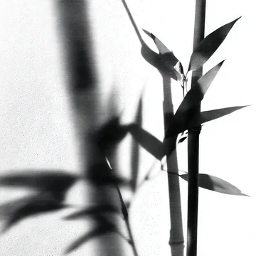 Gobo texture shadows elegant bamboo forms in stark black and white