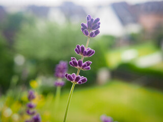 Blooming Lavender Flower in Natural Light