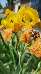 The flower stands out with its large corrugated petals and a characteristic beard of small hairs at the base.