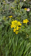 A bright yellow inflorescence of field mustard surrounded by narrow green leaves of grass.
