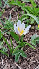 A crocus with white petals, slightly tinged with lilac, and bright yellow stamens in the center.