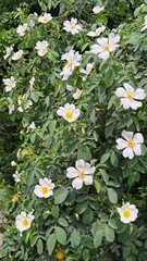 A lushly flowering rosehip bush with large white flowers and a bright yellow center filled with stamens.