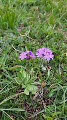 Primroses are widespread in temperate regions and are valued for their early flowering.