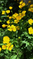 Bright yellow buttercups against a background of thick green foliage, petals sparkle in the sun, and drops of dew add freshness to the composition.