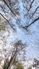The crowns of tall trees, the branches of which create an openwork pattern against the background of a blue sky with light clouds.