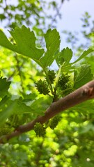 Mulberry with young green berries, leaves have serrated edges and a rich green hue.