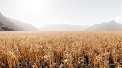 A golden field of barley, ready for harvest, high in the mountains of Asia under crisp sunlight.
