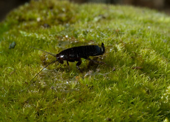 Striped cockroach, Loboptera decipiens Baratz lake, Sardinia, Italy