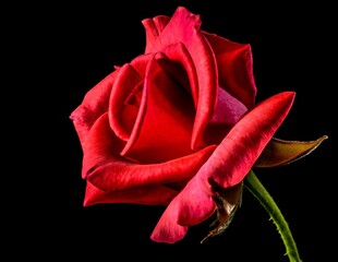 rose, fleur, rouge, aimer, flower