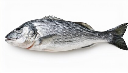 Obraz premium Raw seabass. One fresh sea bass fish isolated on white background with clipping path