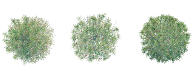 Abies concolor Tree plan top view cutout transparent background © DH Tree Stock