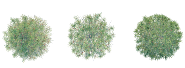 Abies concolor Tree plan top view cutout transparent background