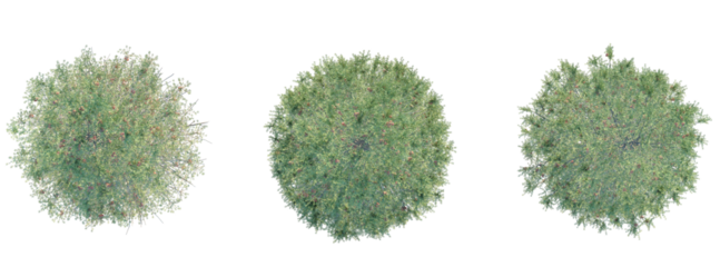 Abies concolor  Tree plan top view cutout isolate