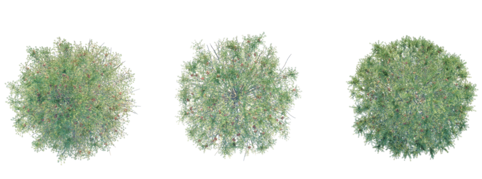 Abies concolor Tree plan top view cutout transparent background