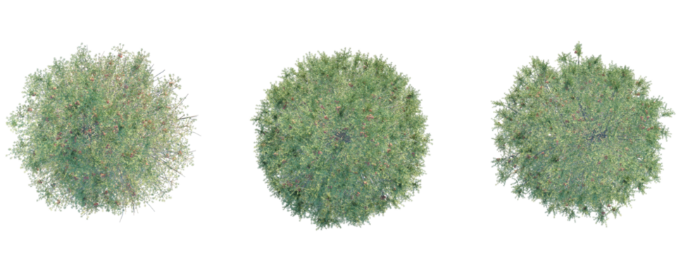 Abies concolor  Tree plan top view cutout isolate