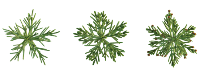 Araucaria araucana Tree plan top view cutout transparent background
