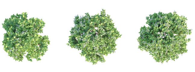 Deutzia crenata Nikko Tree plan top view cutout isolate on white background