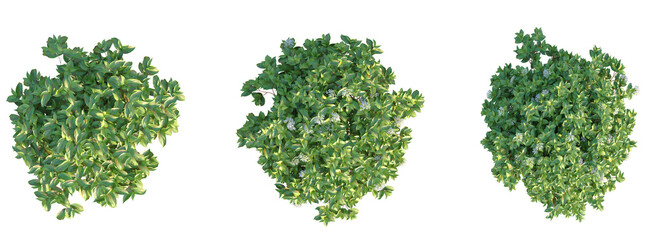 Cornus sericea Kelsey Tree plan top view cutout transparent background