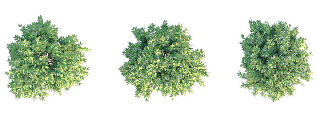 Deutzia gracilis Tree plan top view cutout transparent background © Đỗ Hải