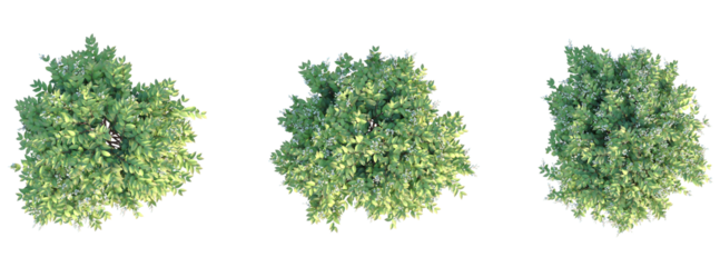 Deutzia gracilis Tree plan top view cutout transparent background