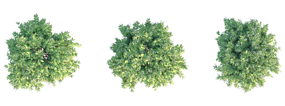 Deutzia gracilis Tree plan top view cutout transparent background