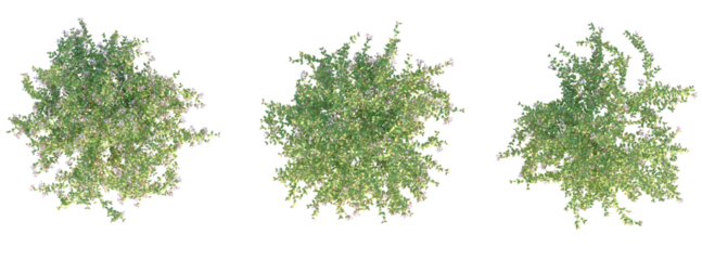 Kolkwitzia amabilis Tree plan top view cutout transparent background