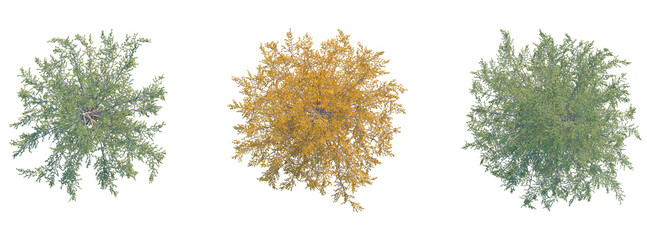 Larix occidentalis Tree plan top view cutout isolate on white background