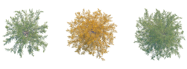 Larix occidentalis Tree plan top view cutout isolate on white background