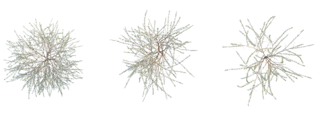 Prunus tomentosa Tree plan top view cutout isolate on white background